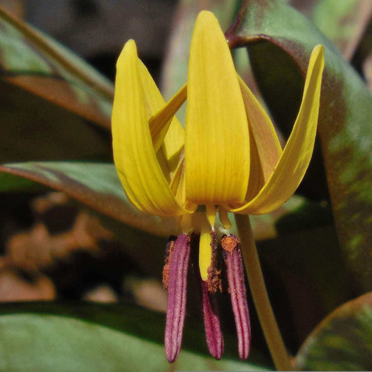 A close-up of a yellow wildflower with purple-streaked stamens, surrounded by green leaves in a natural outdoor setting.