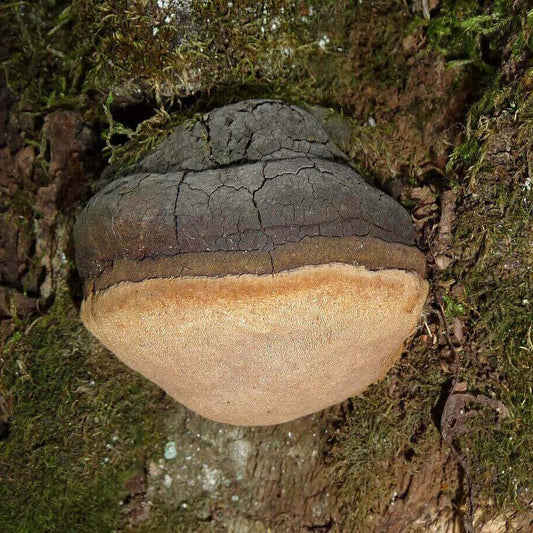 A large, shelf-like mushroom growing on a tree trunk, with a dark, cracked top half and a smooth, tan bottom half, surrounded by moss and bark.