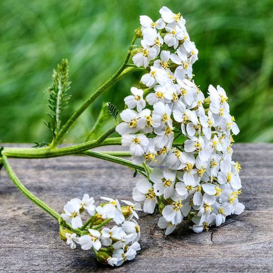 white yarrow blossoms are in Organic Cranky Skin Salve