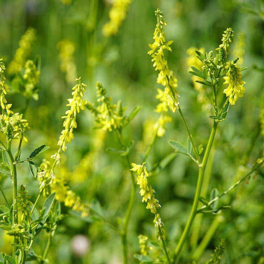 Yellow flowering plants with slender green stems and small leaves growing in a grassy field.