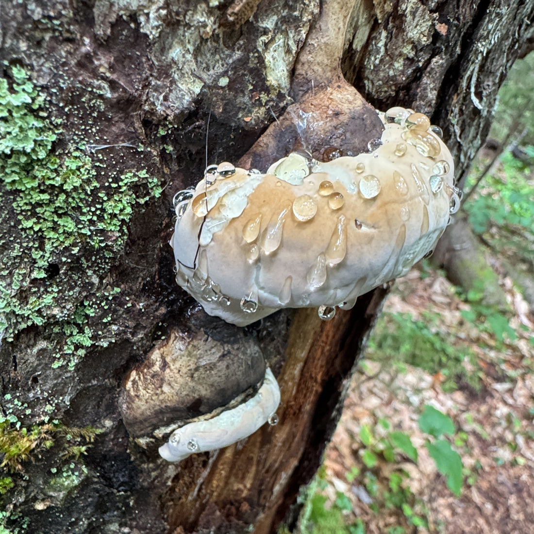 A photo of an ochre-banded polypore mushroom from Autumn mushrooming in ADK