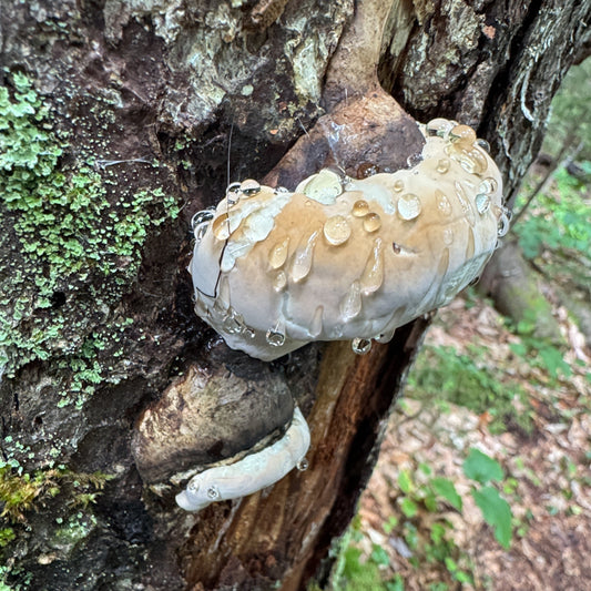 A photo of an ochre-banded polypore mushroom from Autumn mushrooming in ADK