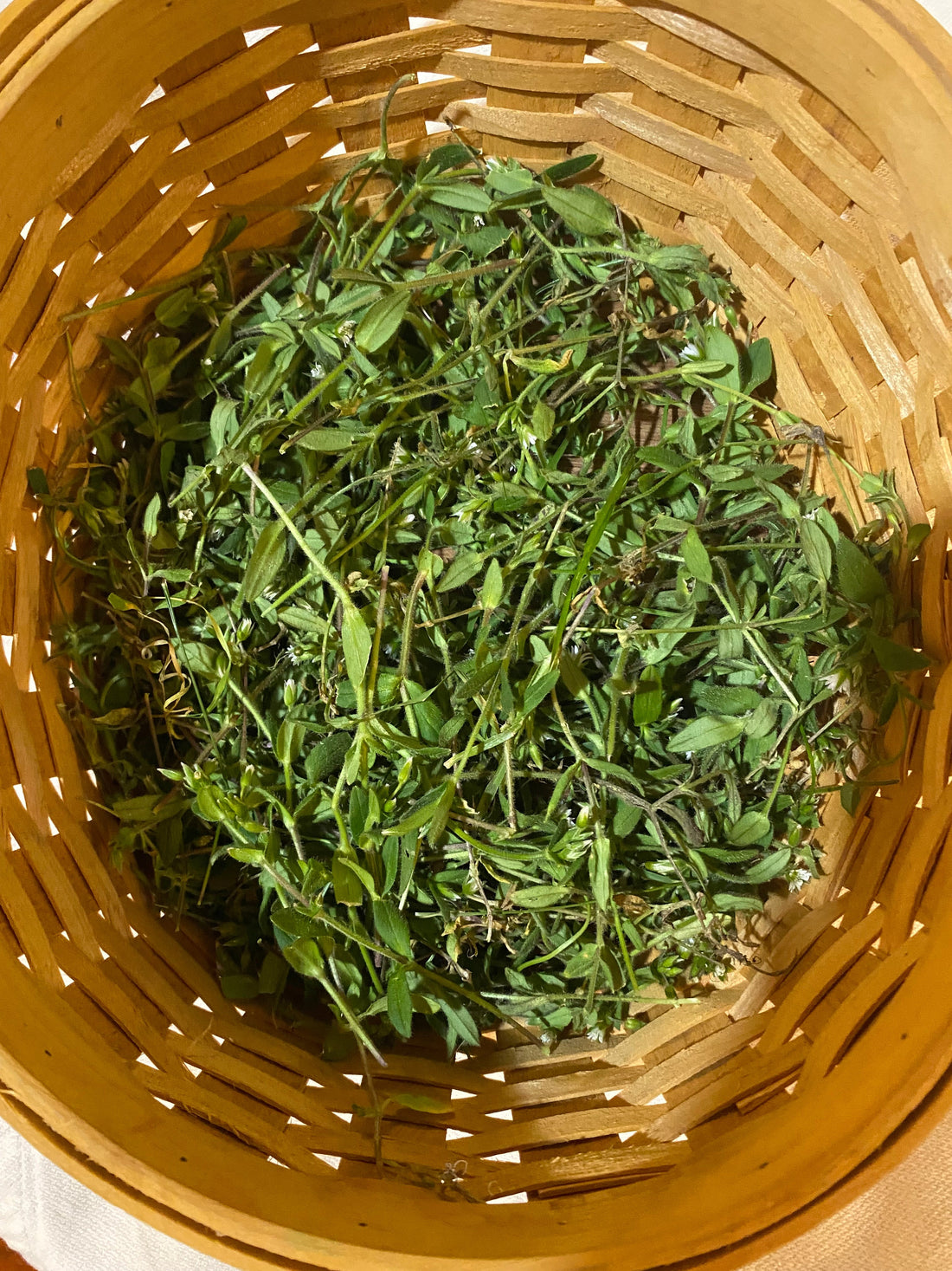 A basket of chickweed plant