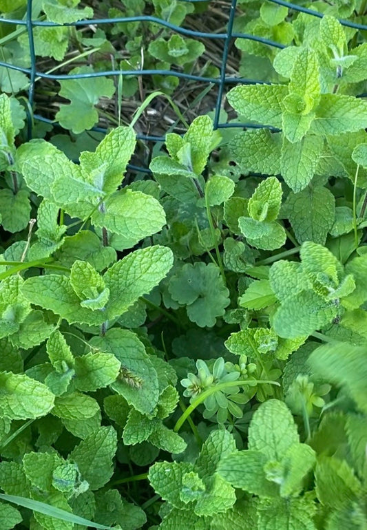 Apple mint - A photo of green mint plants