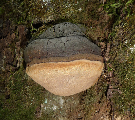 Willow Bracket Mushroom