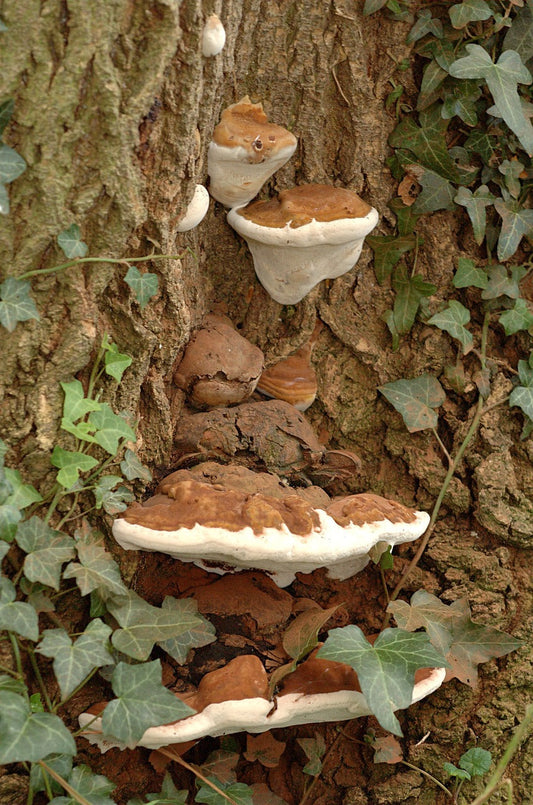 Artist's Bracket Mushroom