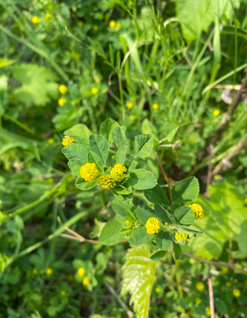 Black Medick, Medicago lupulina