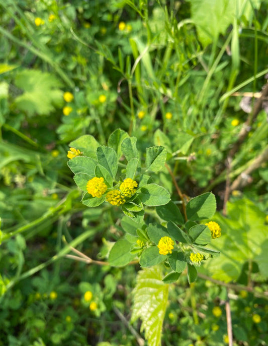 Black Medick, Medicago lupulina