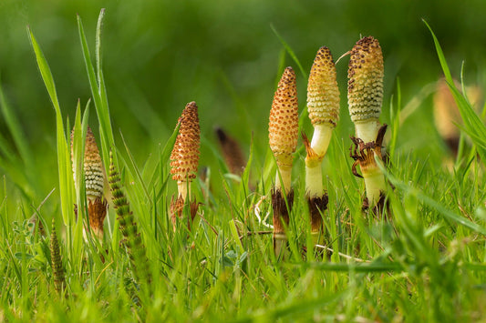 Horsetail - A photo of rough horsetail plants