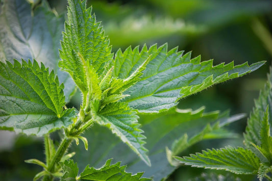 Stinging Nettles
