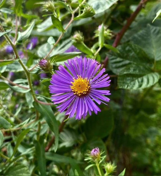 Autumn blooming New England Aster