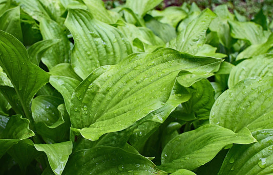 Plantain - a photo of the leaves