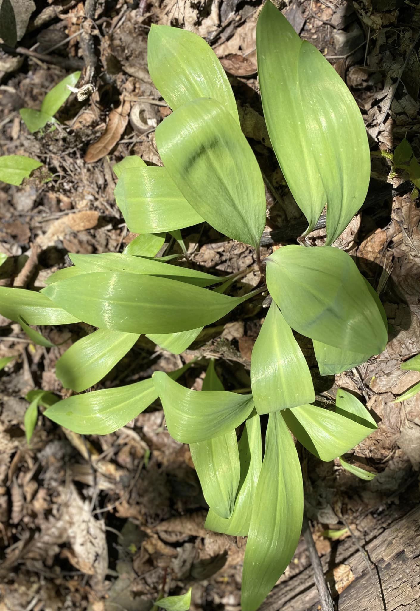 Springtime is Ramp Time – BotanyBeeBotanicals