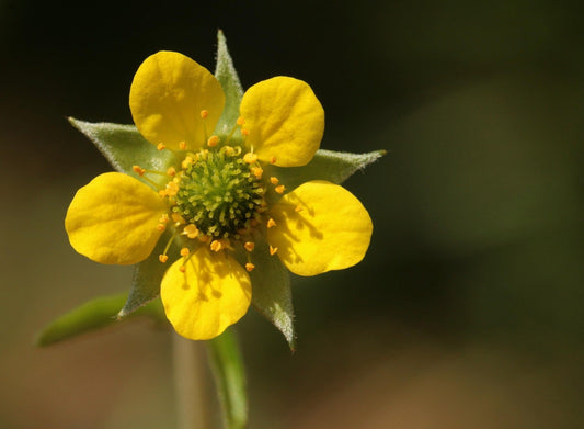 Wood Avens