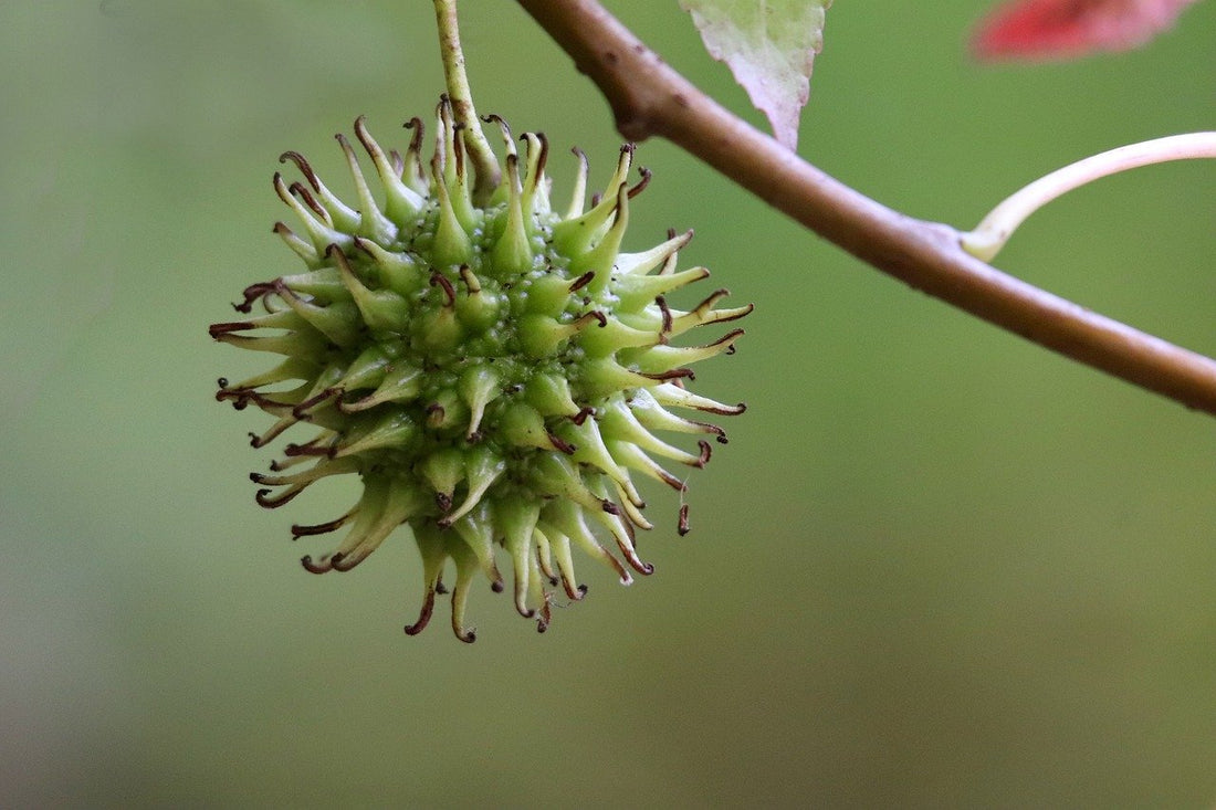 Sweetgum tree photo of a green, spikey seed ball