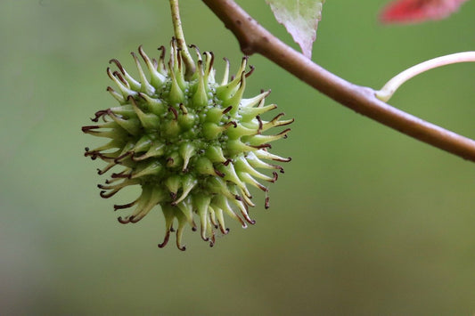 Sweetgum tree photo of a green, spikey seed ball