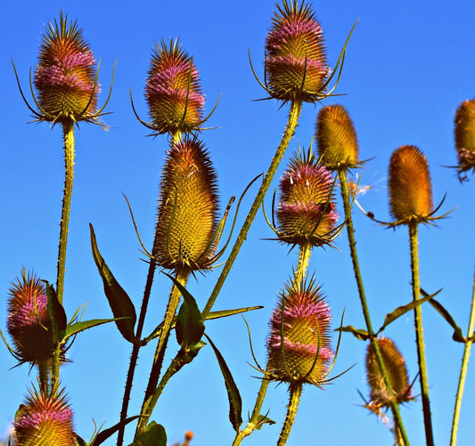 Spring harvest - wild teasel