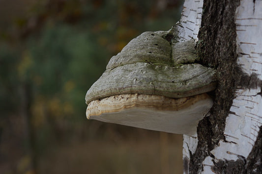 Tinder bracket mushroom on a tree