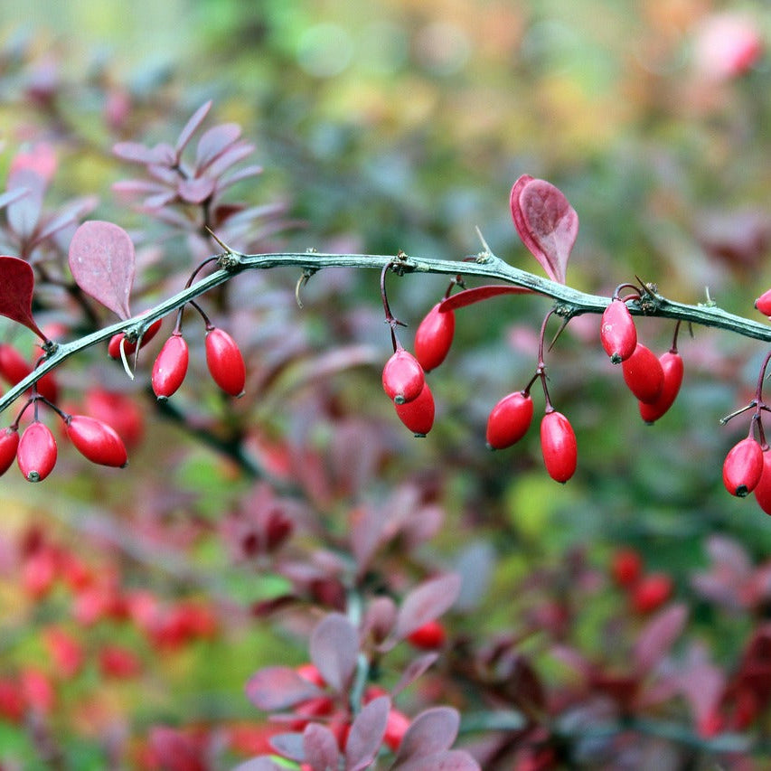 Branch of a barberry plant with red berries and green leaves against a blurred natural background