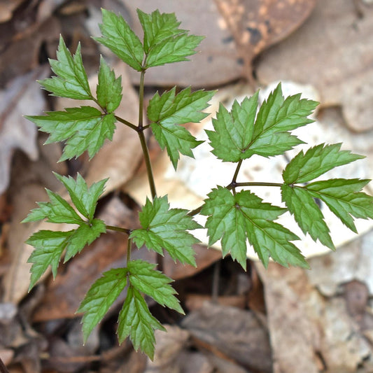 Green leaves on a branch with a blurred natural background