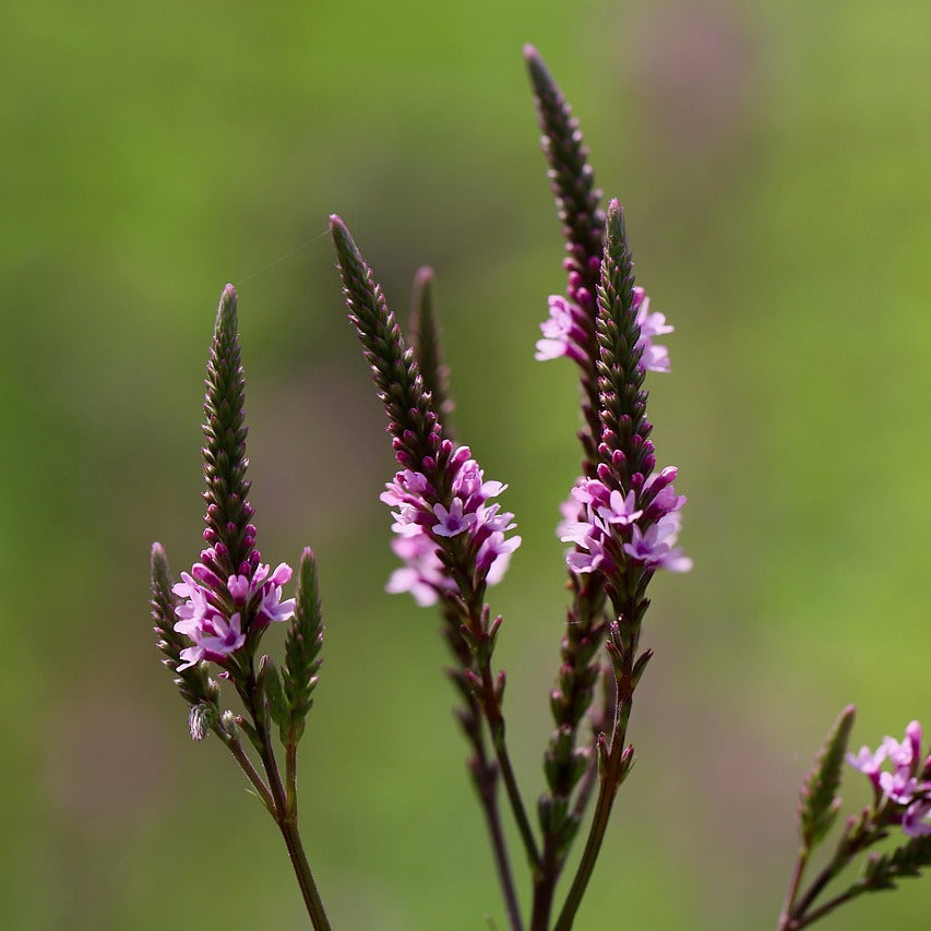 Blue Vervain flowers with green leaves against a blurred green background