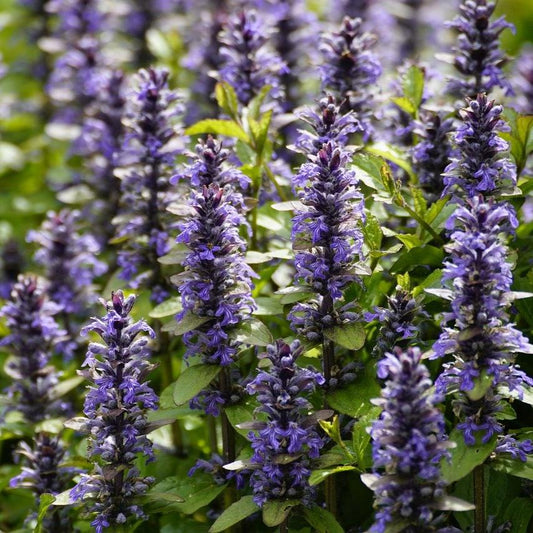 Bugleweed Flowers 
