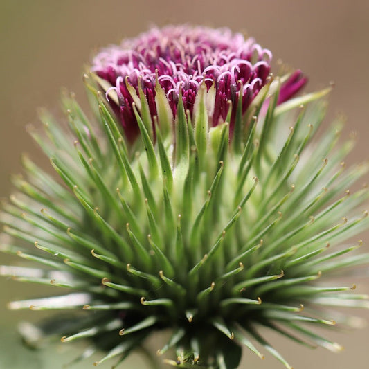 Close-up of aa burdock flower with a blurred background
