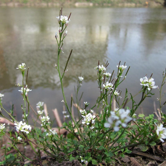 Bittercress Flowers 