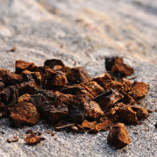 Chaga Mushroom 