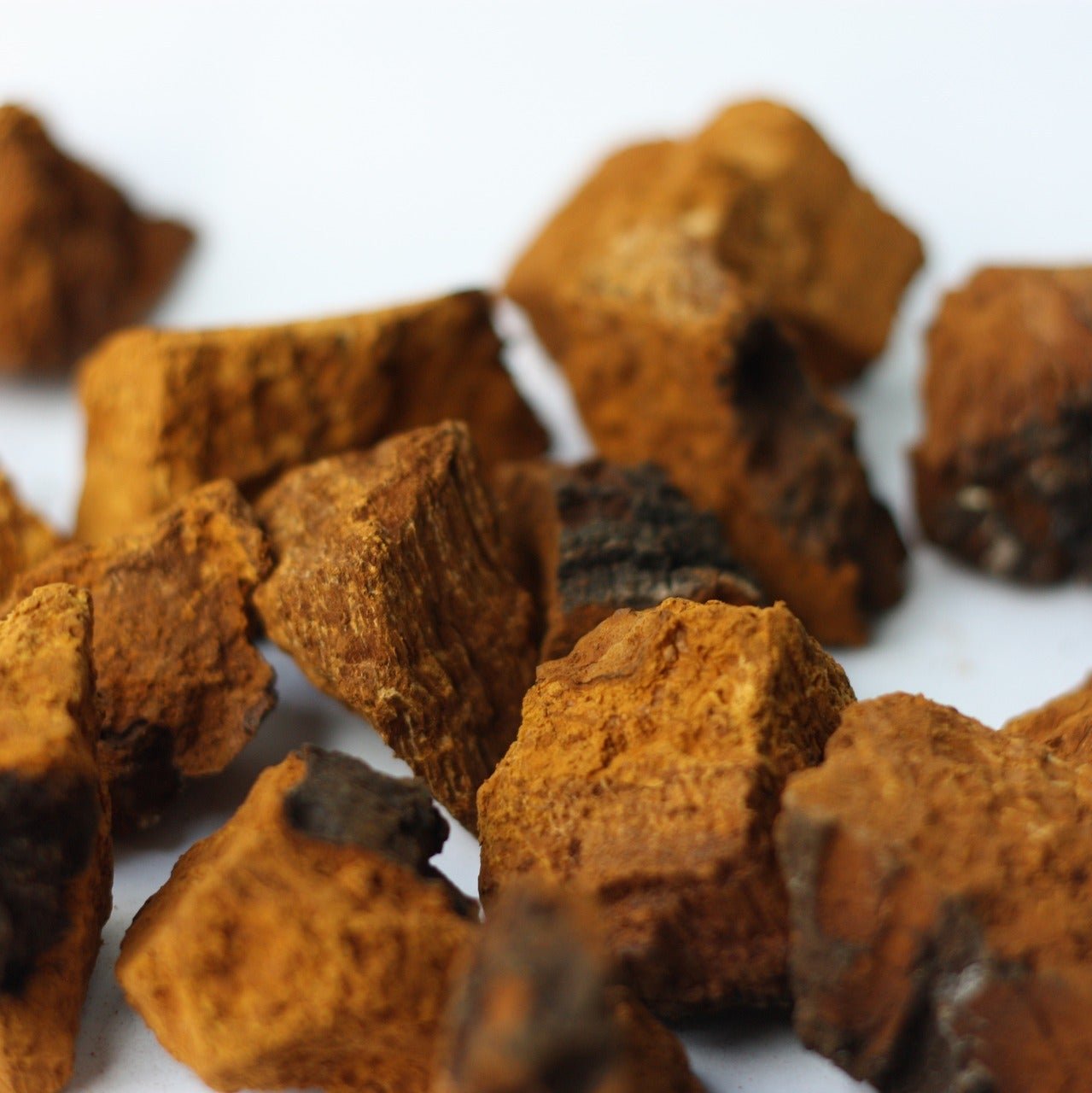 Chunks of Chaga Mushroom