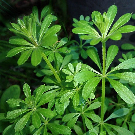Cleavers, Gallium aparine, Wild Organic for Tincture