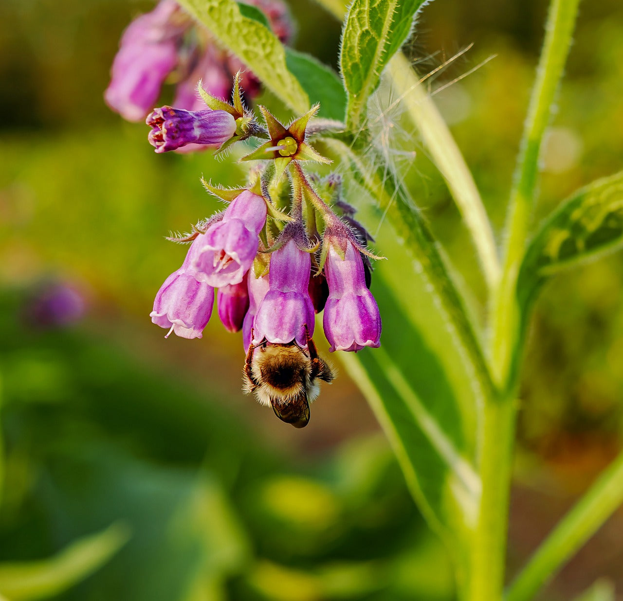 Comfrey Plant Flowers