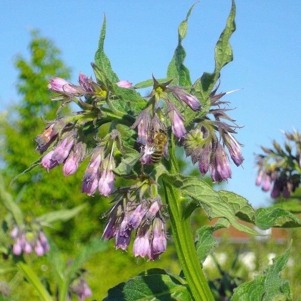 Comfrey Flowers for Comfrey Tincture