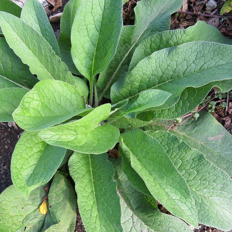 Comfrey Plant for Comfrey Tincture