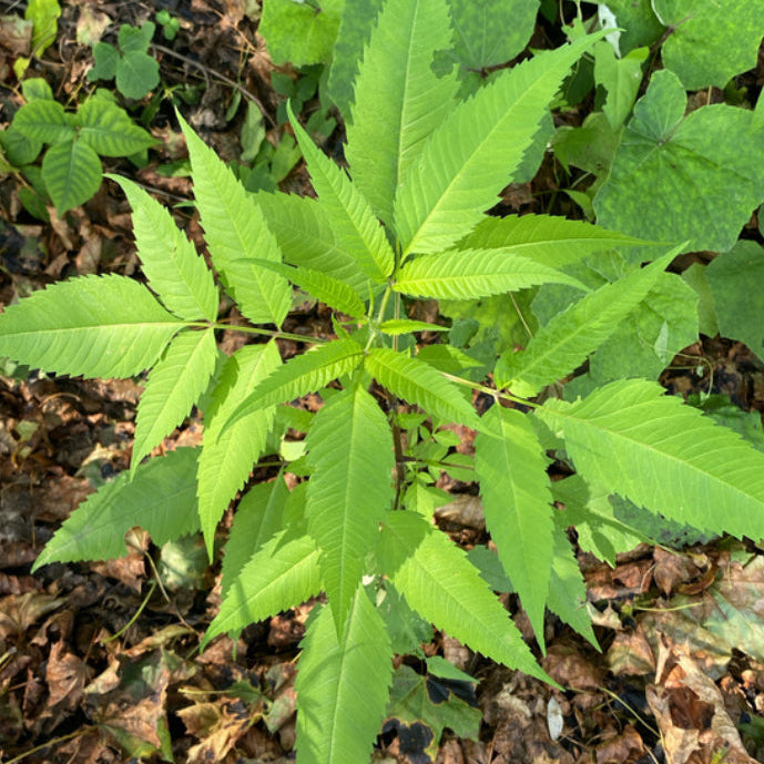 Devils's Beggartick Plant for Tincture