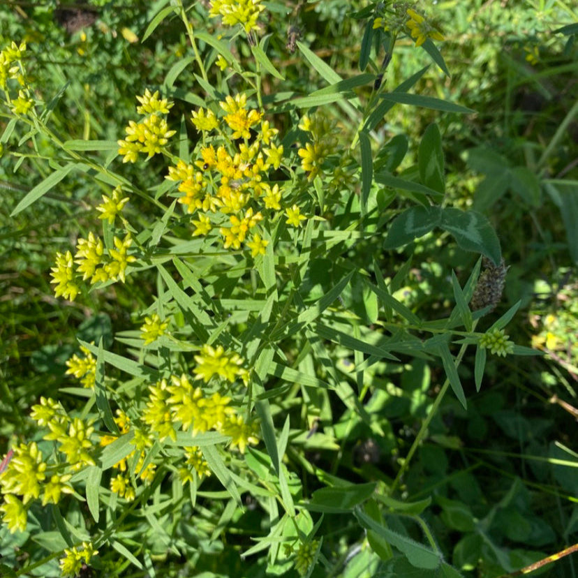 Goldenrod Flowers for Tea