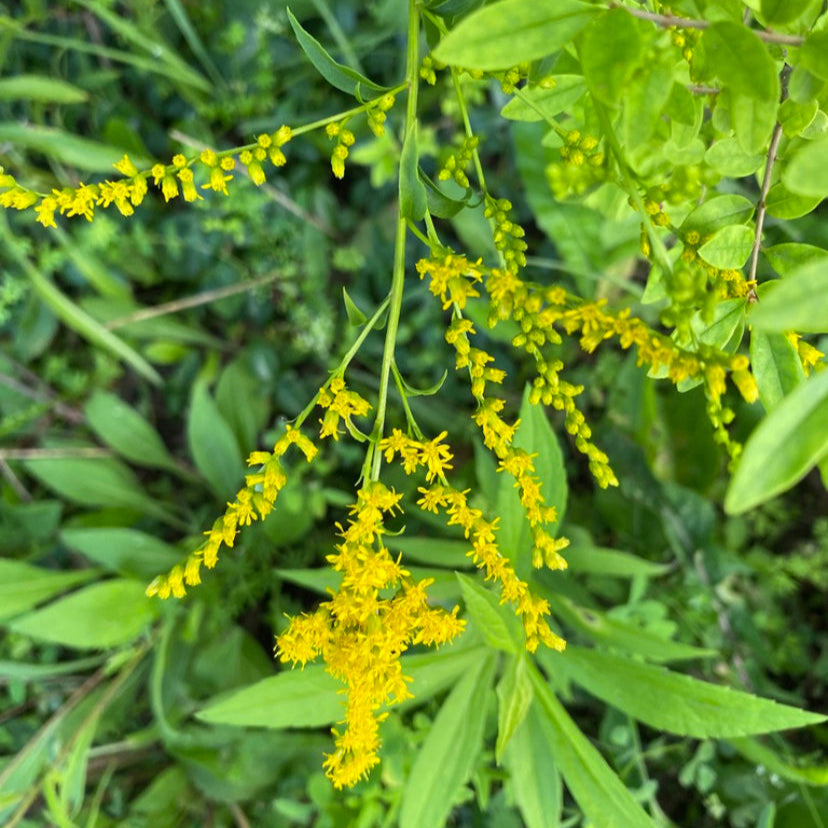 Goldenrod Blossoms for Tincture
