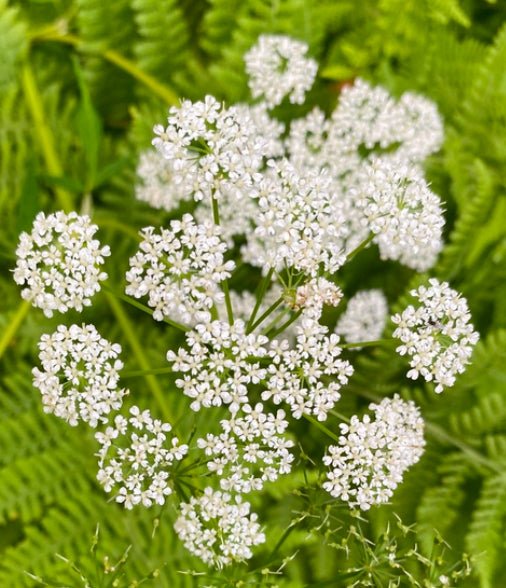 Goutweed Flower