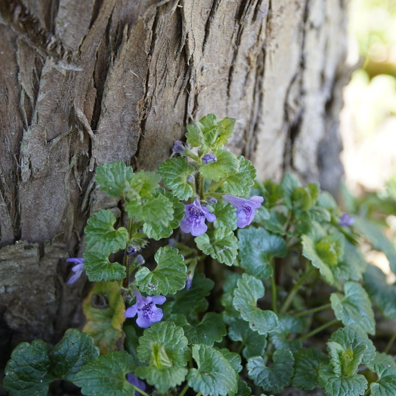 Ground Ivy Plant for Tea