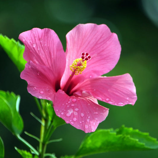 Hibiscus blossom