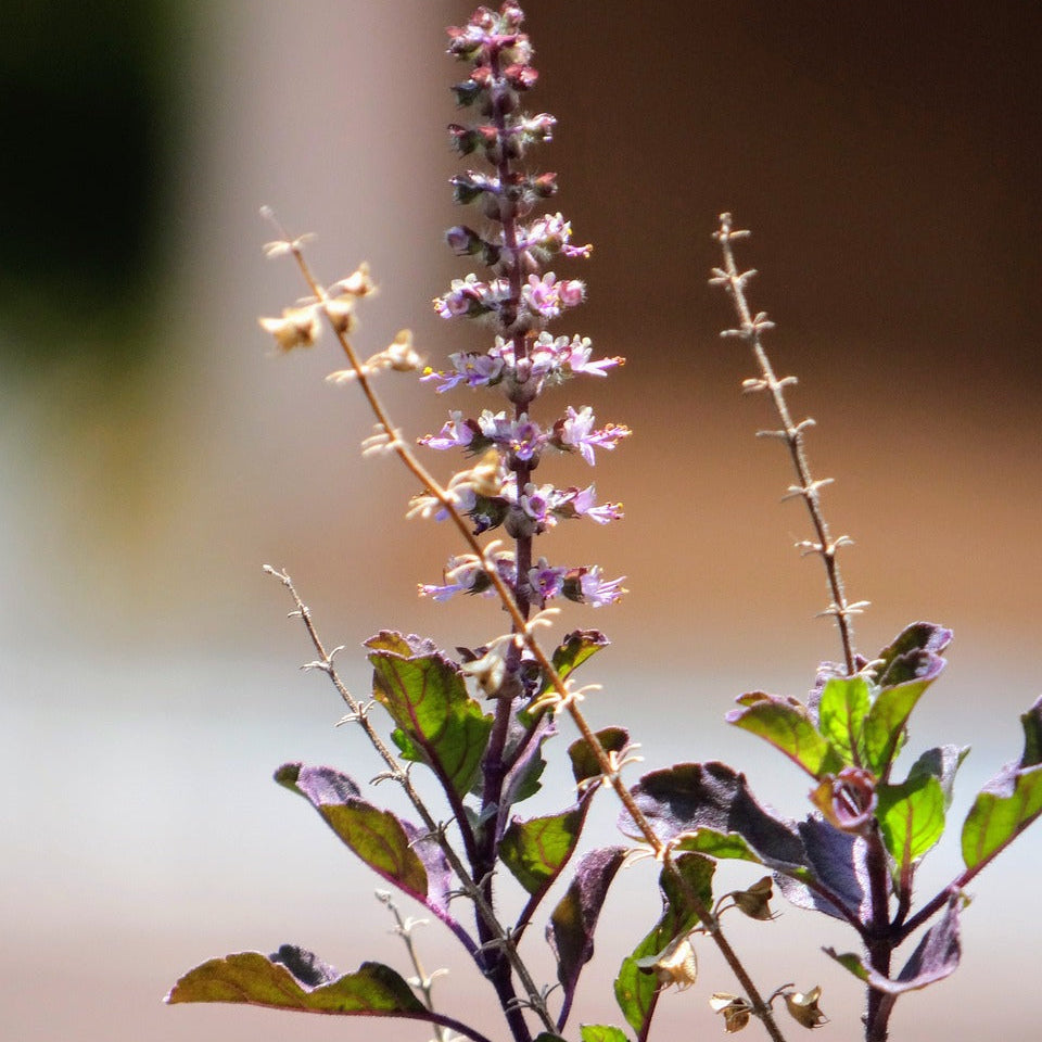 Close-up of a holy basil plant with purple flowers for tinctures.