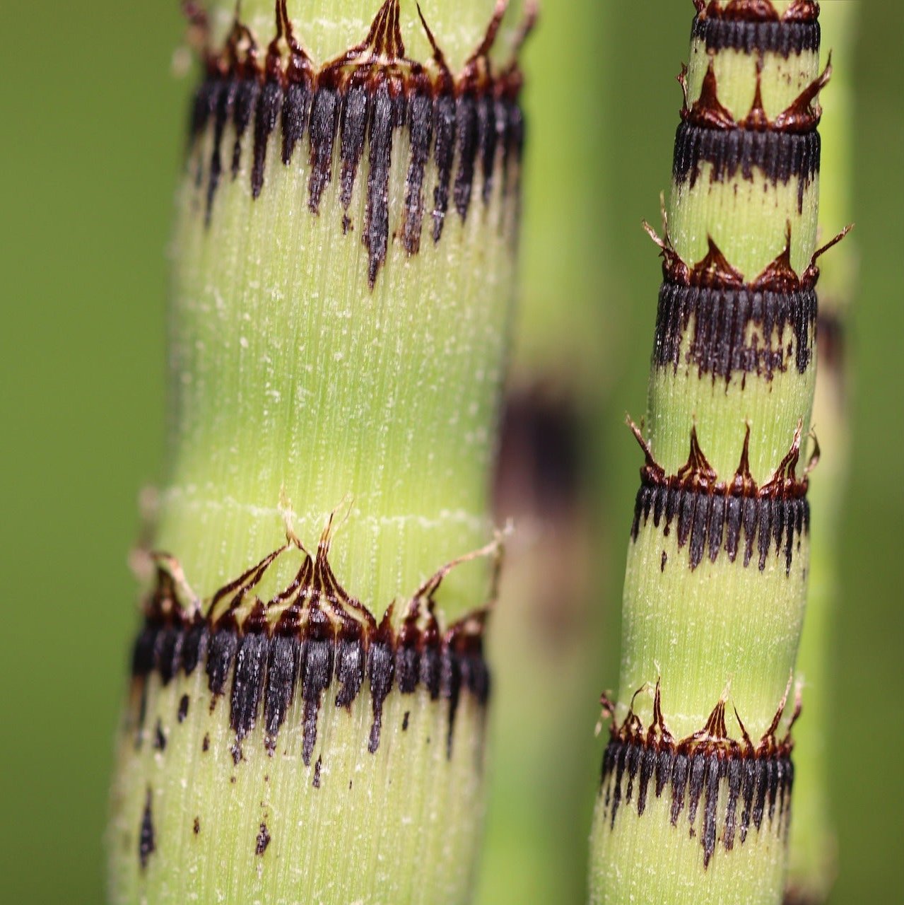 Horsetail Plant for Tincture Closeup