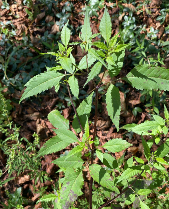 Devil's Beggarticks Tincture - Bidens frondosa Herbal Extract