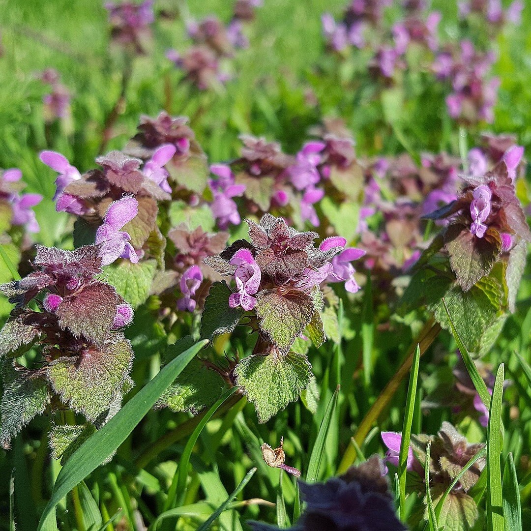 Lamium purpureum, Wild Organic Shredded for Tea