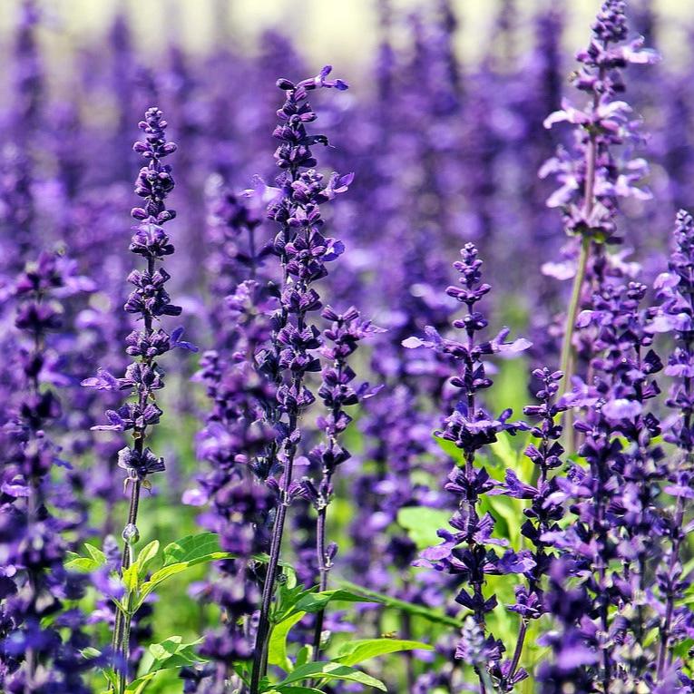 Lavender Plants for Salves