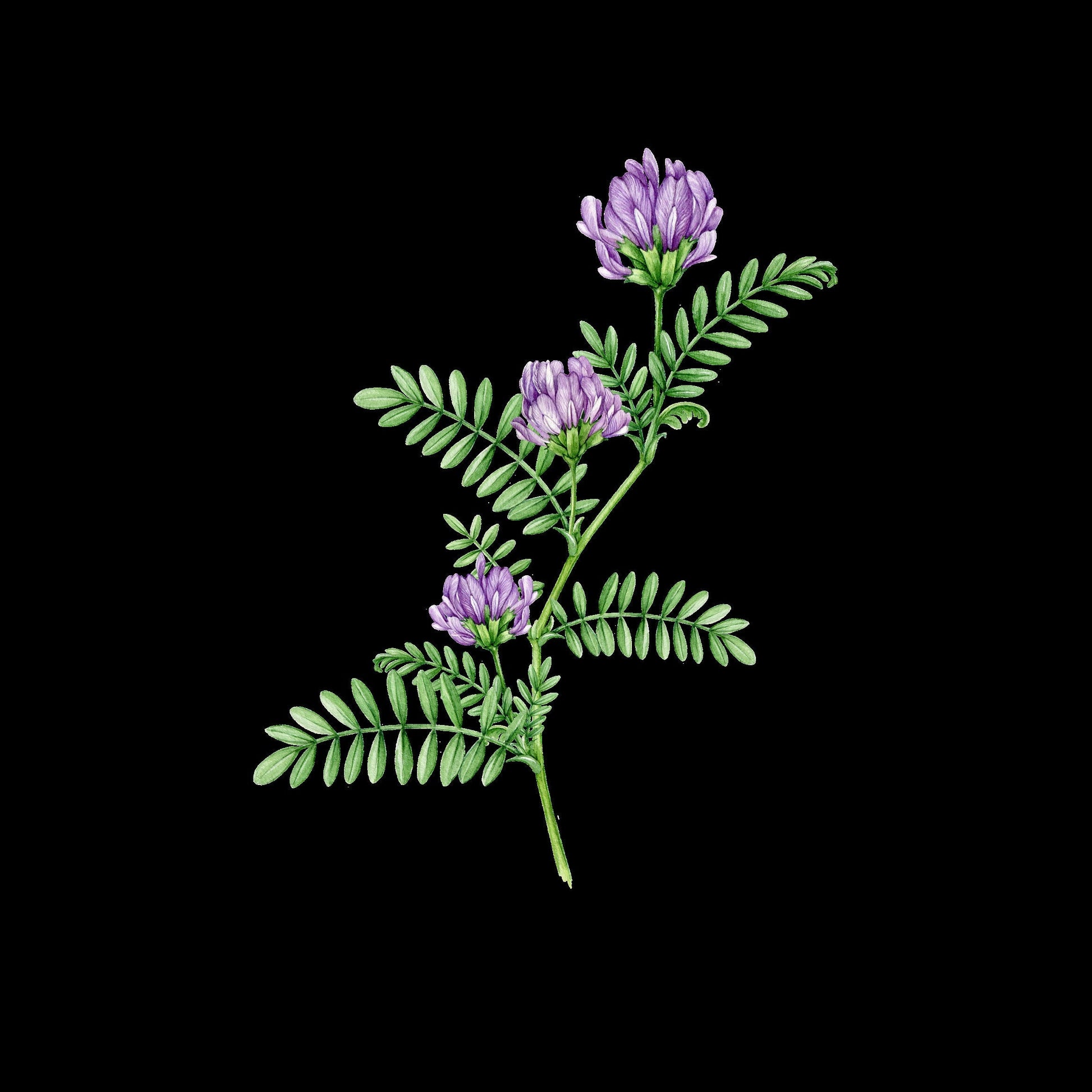Licorice for Organic Manuka Honey Cold Sore Salve