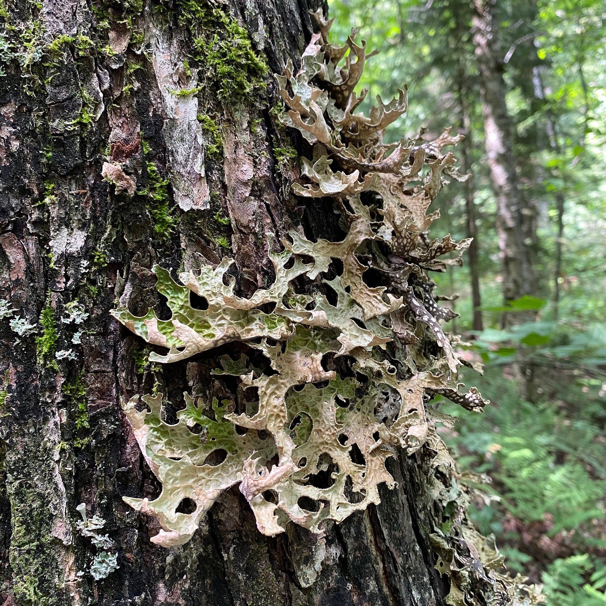 Lungwort Lichen- Lobaria Pulmonaria