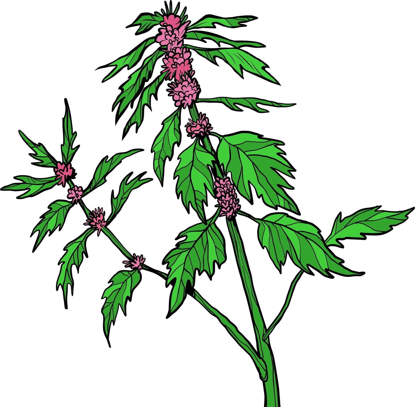 Motherwort Leonurus Cardiaca Plant