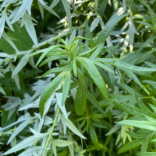 Mugwort, Artemisia vulgaris, Wild Organic, Shredded for Tea