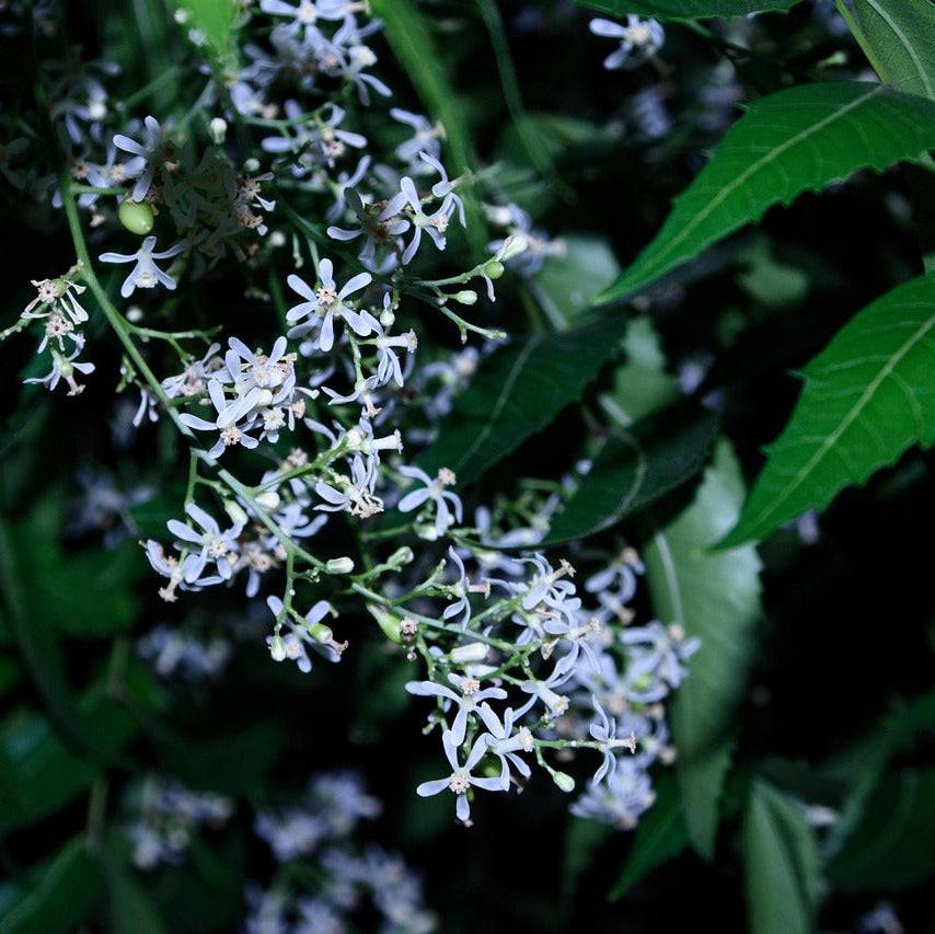 Close-up of white flowers of the neem tree